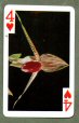 Full Images of playing cards will open in a new window to return to catalogue close window 