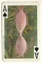 Full Images of playing cards will open in a new window to return to catalogue close window 