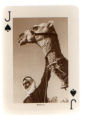 Full Images of playing cards will open in a new window to return to catalogue close window 