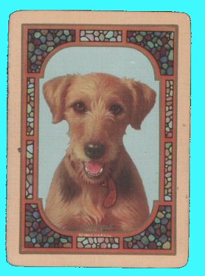 Airedale dogs Wide named playing cards. Airedale dogs. 